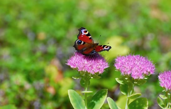 peacock butterfly