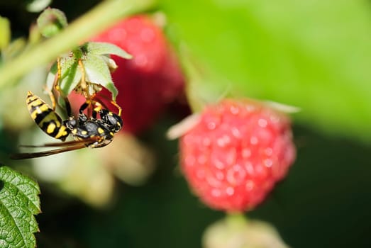 Wasp with raspberry
