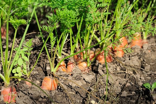 Carrots 1