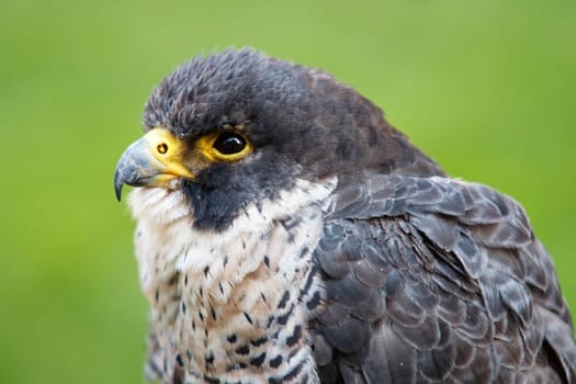 hover hawk - bird of prey