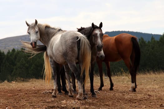 Horses
