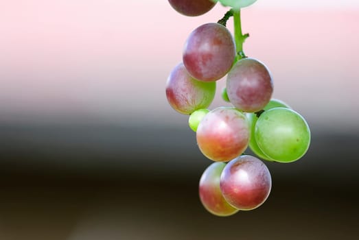Grapes 20