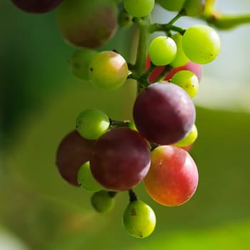 Grapes 21