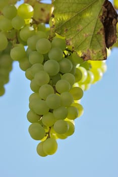 Grapes 12