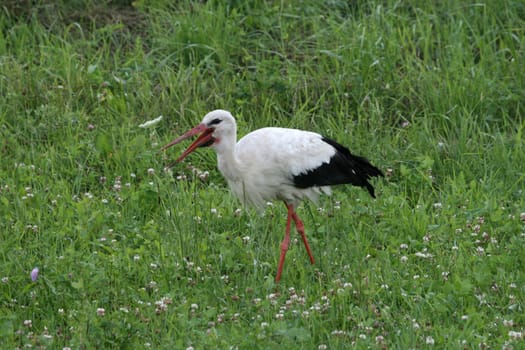 Stork, who is looking for a snack in the