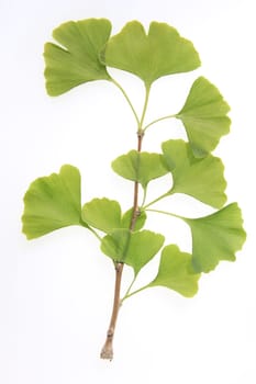 Optional Gingko Branch