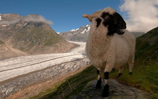 Mountain Sheep II