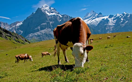 Cow Pasture II