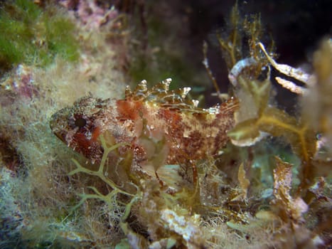 small scorpionfish