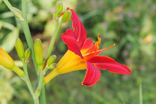 Green grass with lillies in summer day.