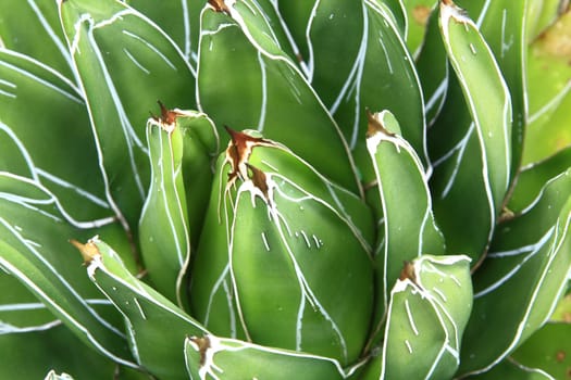 Agave victoriae-reginae