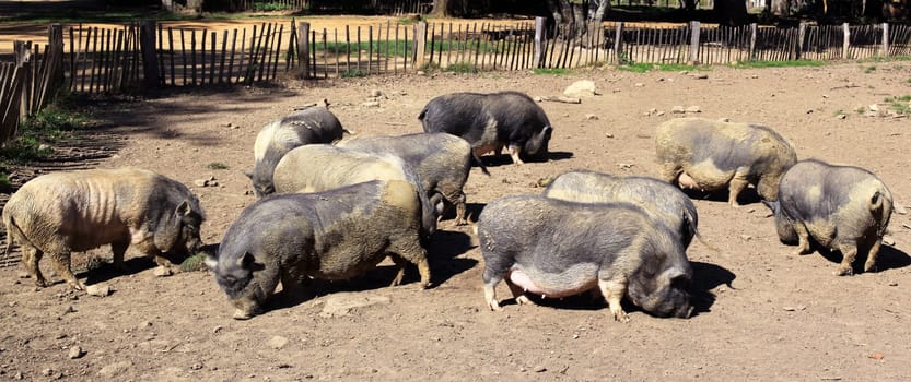 Pigs