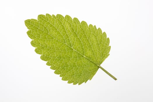 Single leaf of lemon balm