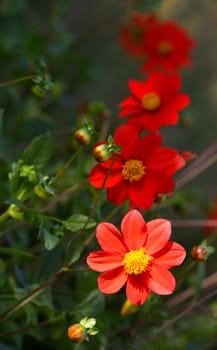 Red Mignon Dahlias