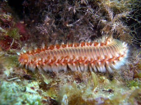Bart-Feuerborstenwurm (Hermodice carunculata),  Feuerwurm