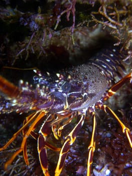 Crayfish