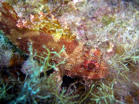 small scorpionfish