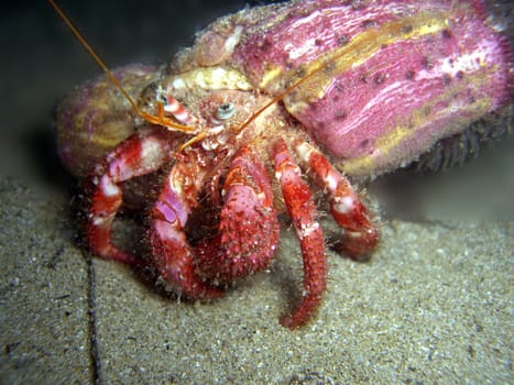Hermit crab