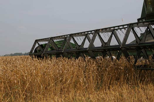 With help of combine in autumn is harves