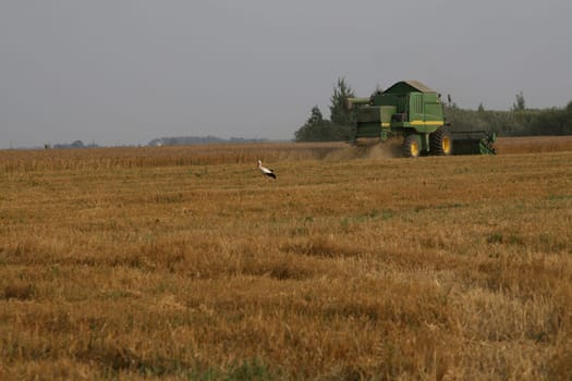 Stork in cornfield