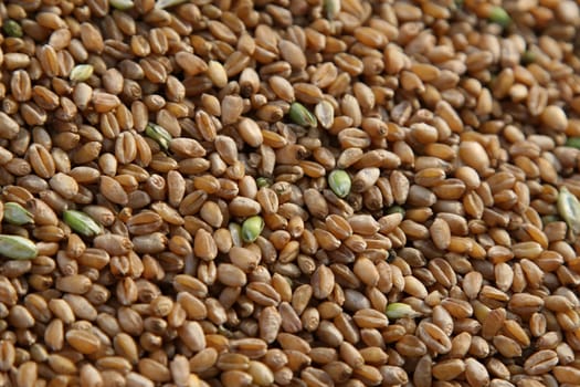 A lot of grain got from harvest.