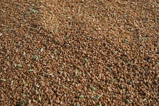 A lot of grain got from harvest.