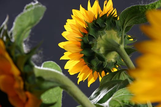 Sunflower in studio