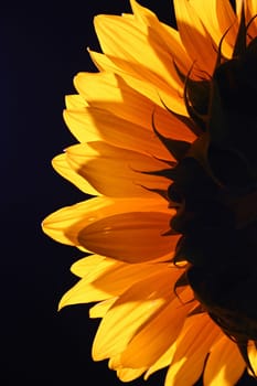 Sunflower on the dark background in stud