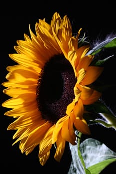 Sunflower in studio