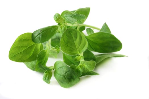 Oregano