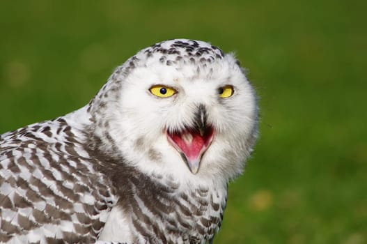 Snowy owl,Bubo scandiacus