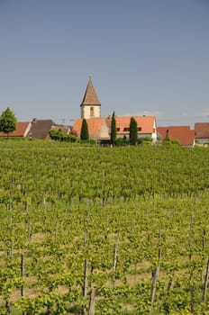 Vineyards and church in Burkheim am Kaiserstuhl