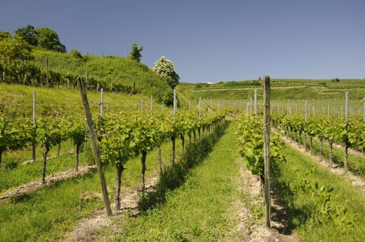 Vineyard near Burkheim am Kaiserstuhl