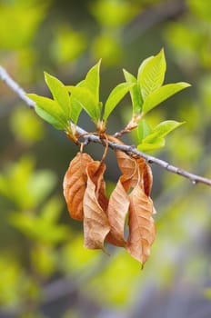 Fresh Leaves