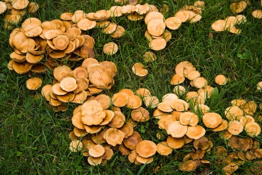 Circle of Mushrooms in autumn