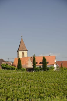 Vineyards and church in Burkheim am Kaiserstuhl