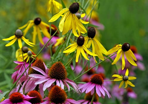 In the Prairie Garden
