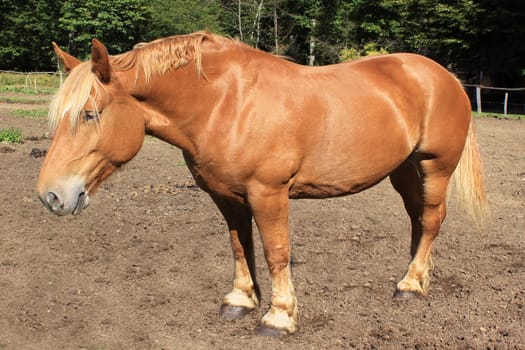 Horse
