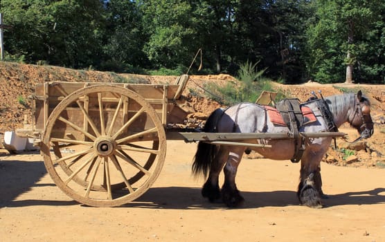 draft horse