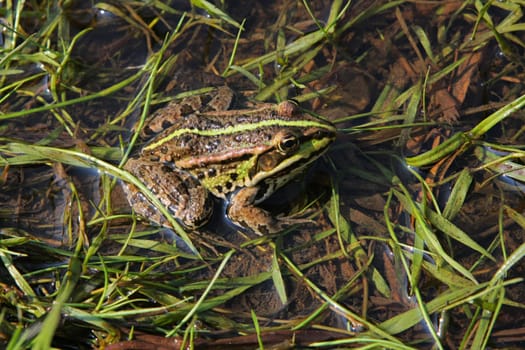 Brown frog relaxing in river on summer d