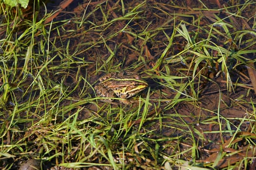 Brown frog relaxing in river on summer d