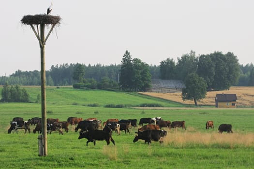 Cows herd