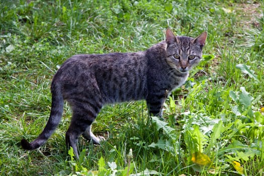 Young tomcat in the grass