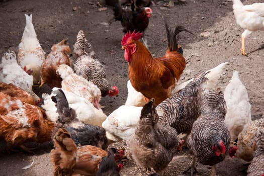 Farm,rooster with hens