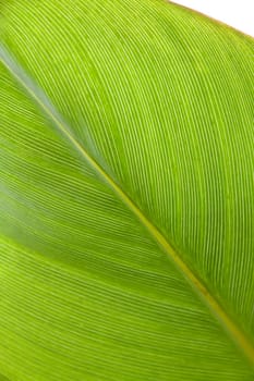 Birch fig leaf ,Ficus benjaminii,Hi