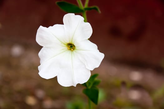 Althaea officinalis-White Mallow,Homeo