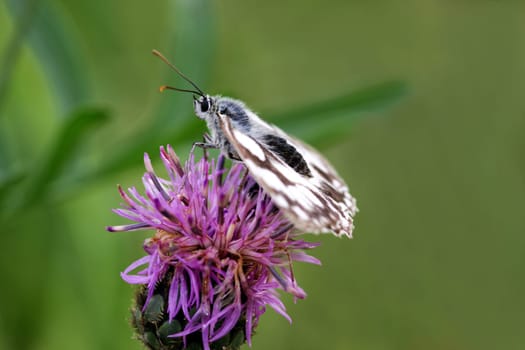 Checkerboard butterfly [Melanargia galathea]
