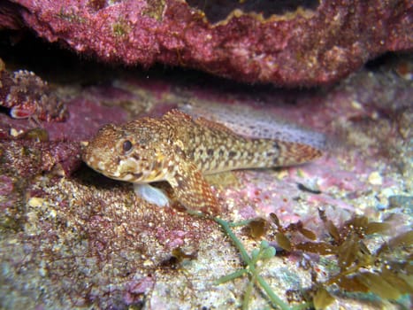 Paganell goby - Gobius paganellus