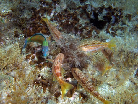 striped mullet