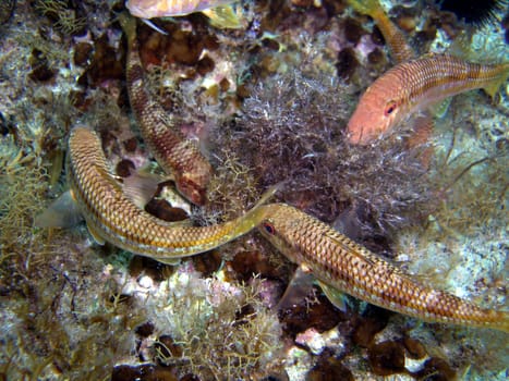 striped mullet
